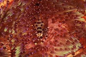 Images Dated 19th May 2003: Sea urchin shrimp {Periclimenes colemani} on Sea urchin {Asthenosoma varium} Indonesia