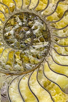 Sectioned fossil ammonite where the shell material has been replaced by pyrites Sectioned fossil ammonite where the shell material has been replaced by pyrites
