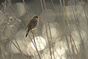Sedge warbler (Acrocephalus schoenobaenus) singing with bokeh effect in background Sedge warbler (Acrocephalus schoenobaenus) singing with bokeh effect in background