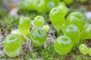 Seedling cone plants (Conophytum subfenestratum), approximately two months after sowing Seedling cone plants (Conophytum subfenestratum), approximately two months after sowing