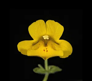 Seep monkey flower (Mimulus guttatus), bifid stigma above stamens. Nectar spot guides Seep monkey flower (Mimulus guttatus), bifid stigma above stamens. Nectar spot guides