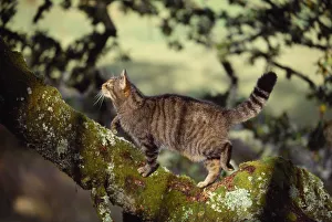 Semi habituated female Scottish wildcat (Felis silvestris grampia) walking along branch Semi habituated female Scottish wildcat (Felis silvestris grampia) walking along branch