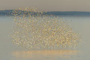 Sandpipers Gallery: 