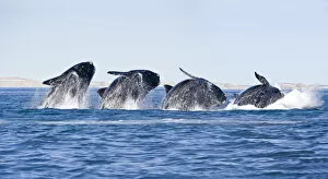 Sequence of a breaching Southern right whale (Eubalaena australis) Golfo Nuevo, Peninsula Valdes