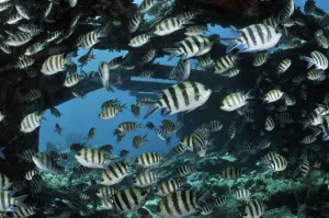 Sergeant major (Abudefduf vaigiensis), shoal on wreck of the Kingston, near Shag Rock Sergeant major (Abudefduf vaigiensis), shoal on wreck of the Kingston, near Shag Rock