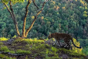 Amur Leopard Print: Remote Camera Image of a Leopard on Cliff Top