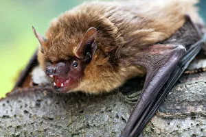 Aggression Gallery: Serotine bat (Eptesicus serotinus) showing teeth, Captive, UK