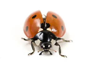 Seven-spot ladybird (Coccinella 7-punctata) with wing carapace raised Seven-spot ladybird (Coccinella 7-punctata) with wing carapace raised