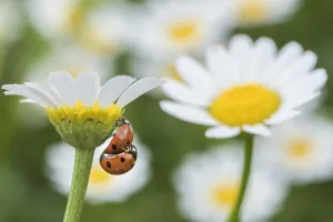 Seven spot ladybird (Coccinella septempunctata) pair mating on Mayweed (Anthemis sp Seven spot ladybird (Coccinella septempunctata) pair mating on Mayweed (Anthemis sp