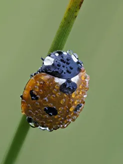 Seven spot ladybird (Coccinella septempunctata) on grass stem at dawn covered in dew Seven spot ladybird (Coccinella septempunctata) on grass stem at dawn covered in dew