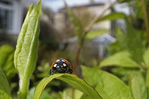 Seven-spot ladybird (Coccinnella septempunctata) just emerged from hibernation Seven-spot ladybird (Coccinnella septempunctata) just emerged from hibernation