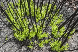 Severely burnt shrubs re-sprouting from lignotubers shortly after bushfire Severely burnt shrubs re-sprouting from lignotubers shortly after bushfire