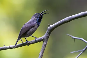 Seychelles Sunbird (Cinnyris dussumieri), adult male singing, Praslin Island, Republic Seychelles Sunbird (Cinnyris dussumieri), adult male singing, Praslin Island, Republic