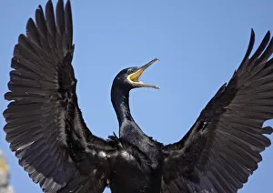 Shag (Phalacrocorax aristotelis) calling with wings stretched out, Saltee Islands Shag (Phalacrocorax aristotelis) calling with wings stretched out, Saltee Islands