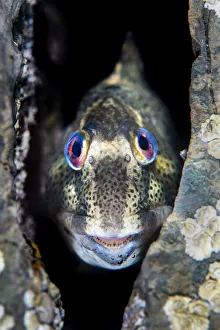 Shanny common blenny (Lipophrys pholis) male showing breeding colours looking out from a Shanny common blenny (Lipophrys pholis) male showing breeding colours looking out from a
