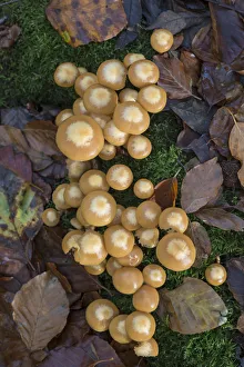 Sheathed Woodtuft fungi (Kuehneromyces mutabilis) Surrey, England, UK, November Sheathed Woodtuft fungi (Kuehneromyces mutabilis) Surrey, England, UK, November