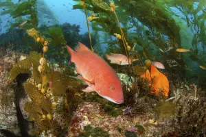 Sheephead (Semicossyphus pulcher) female, and Garibaldi Sheephead (Semicossyphus pulcher) female, and Garibaldi