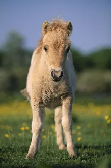 Shetland pony (Equus caballus) foal, UK Shetland pony (Equus caballus) foal, UK