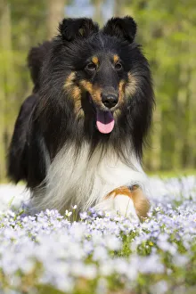 Shetland sheepdog running in Common bluet (Houstonia caerulea) field Shetland sheepdog running in Common bluet (Houstonia caerulea) field