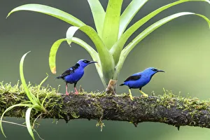 Shining honeycreeper (Cyanerpes lucidus) male and Red-legged honeycreeper Shining honeycreeper (Cyanerpes lucidus) male and Red-legged honeycreeper