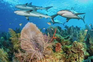 A shiver of Caribbean reef sharks (Carcharhinus perezi) swim over a coral reef with A shiver of Caribbean reef sharks (Carcharhinus perezi) swim over a coral reef with