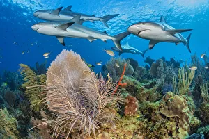 A shiver of Caribbean reef sharks (Carcharhinus perezi) swim over a coral reef with A shiver of Caribbean reef sharks (Carcharhinus perezi) swim over a coral reef with