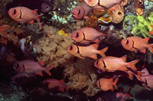 Images Dated 10th December 2007: Shoal of Bigscale soldierfish (Myripristis berndti). Rinca, Indonesia