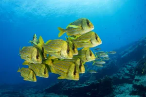 Shoal of colorful yellow fish Panamic porkfish (Anisotremus taeniatus), Cabo Pulmo Shoal of colorful yellow fish Panamic porkfish (Anisotremus taeniatus), Cabo Pulmo