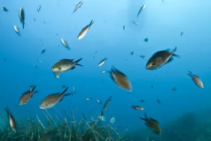 Shoal of Mediterranean / Blue damselfish (Chromis chromis) Larvotto Marine Reserve Shoal of Mediterranean / Blue damselfish (Chromis chromis) Larvotto Marine Reserve
