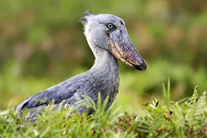 Shoebill (Balaeniceps rex) portrait. Swamps of Mabamba, Lake Victoria, Uganda Shoebill (Balaeniceps rex) portrait. Swamps of Mabamba, Lake Victoria, Uganda
