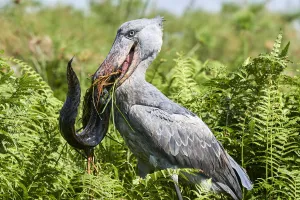 Shoebill stork (Balaeniceps rex) female feeding on a Spotted African lungfish (Protopterus Shoebill stork (Balaeniceps rex) female feeding on a Spotted African lungfish (Protopterus