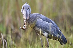 Catalogue10 Gallery: Shoebill stork (Balaeniceps rex) feeding on a Spotted African lungfish (Protopterus