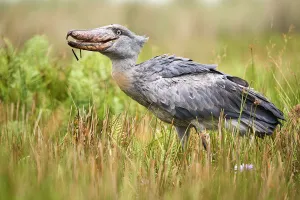 Shoebill stork (Balaeniceps rex) eating a fish in the swamps of Mabamba, Lake Victoria Shoebill stork (Balaeniceps rex) eating a fish in the swamps of Mabamba, Lake Victoria