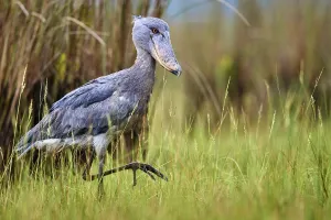 Shoebill stork (Balaeniceps rex) in the swamps of Mabamba, Lake Victoria, Uganda Shoebill stork (Balaeniceps rex) in the swamps of Mabamba, Lake Victoria, Uganda