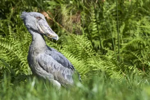Shoebill stork (Balaeniceps rex) in the swamps of Mabamba, Lake Victoria, Uganda, February Shoebill stork (Balaeniceps rex) in the swamps of Mabamba, Lake Victoria, Uganda, February