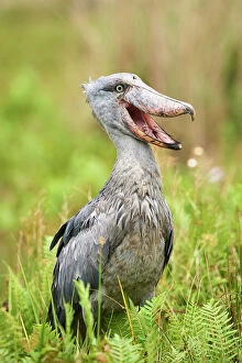 Threatened Gallery: Shoebill stork (Balaeniceps rex) in the swamps of Mabamba, Lake Victoria, Uganda