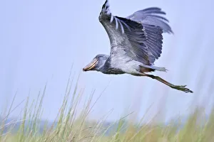 Shoebill stork flying (Balaeniceps rex) in the swamps of Mabamba, Lake Victoria, Uganda Shoebill stork flying (Balaeniceps rex) in the swamps of Mabamba, Lake Victoria, Uganda
