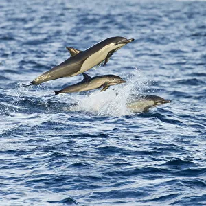 Short-beaked common dolphin (Delphinus delphis) leaping over waves, Baja, California Short-beaked common dolphin (Delphinus delphis) leaping over waves, Baja, California