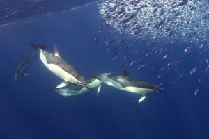 Short-beaked common dolphin (Delphinus delphis) feeding on Snipe fish Short-beaked common dolphin (Delphinus delphis) feeding on Snipe fish