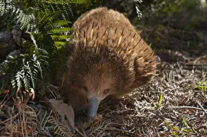 Short-beaked echidna (Tachyglossus aculeatus), Bruny Island, Tasmania, Australia, November Short-beaked echidna (Tachyglossus aculeatus), Bruny Island, Tasmania, Australia, November