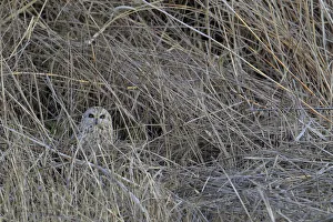 Short-eared owl (Asio flammeus) camouflaged, Donana Natural Park, Andalusia, Spain Short-eared owl (Asio flammeus) camouflaged, Donana Natural Park, Andalusia, Spain