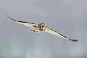 Images Dated 4th December 2010: Short-eared owl (Asio flammeus) in flight, Worlaby Carr, Lincolnshire, England, UK, December