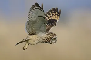 Short eared owl (Asio flammeus) in flight over marshland, Vendee, west France, April Short eared owl (Asio flammeus) in flight over marshland, Vendee, west France, April