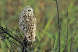 Short-eared owl (Asio flammeus) perched, Donana Natural Park, Andalusia, Spain. January Short-eared owl (Asio flammeus) perched, Donana Natural Park, Andalusia, Spain. January