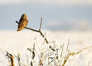 Short-eared owl (Asio flammeus) perched on a branch, Worlaby Carr, Lincolnshire, England Short-eared owl (Asio flammeus) perched on a branch, Worlaby Carr, Lincolnshire, England
