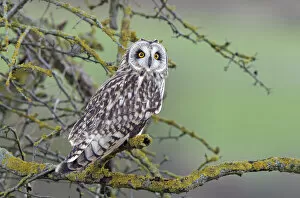 Images Dated 2nd January 2012: Short-eared Owl (Asio flammeus) perched in tree, Salisbury Plain, Wiltshire, UK, January