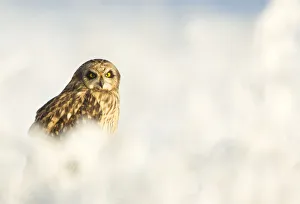 Short-eared owl (Asio flammeus) in the snow, Worlaby Carr, Lincolnshire, England Short-eared owl (Asio flammeus) in the snow, Worlaby Carr, Lincolnshire, England