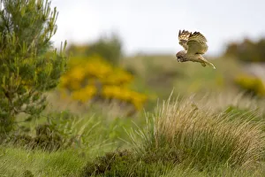 Short eared owl hunting by day {Asio flammeus} Scotland Short eared owl hunting by day {Asio flammeus} Scotland