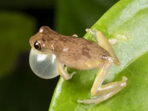 Short-headed treefrog (Dendropsophus brevifrons) calling with inflated vocal sac Short-headed treefrog (Dendropsophus brevifrons) calling with inflated vocal sac