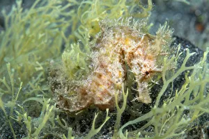 Short-snouted seahorse (Hippocampus hippocampus)Tenerife, Canary Islands Short-snouted seahorse (Hippocampus hippocampus)Tenerife, Canary Islands